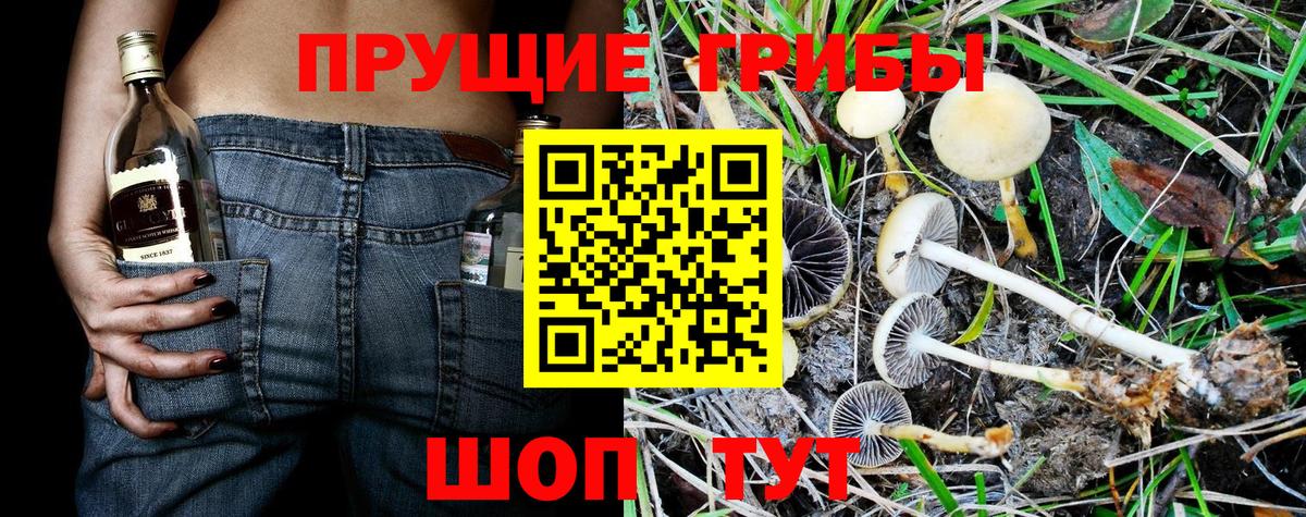 Псилоцибиновые грибы Psilocybe Минусинск